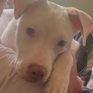 Meet your Posher, Gabriel